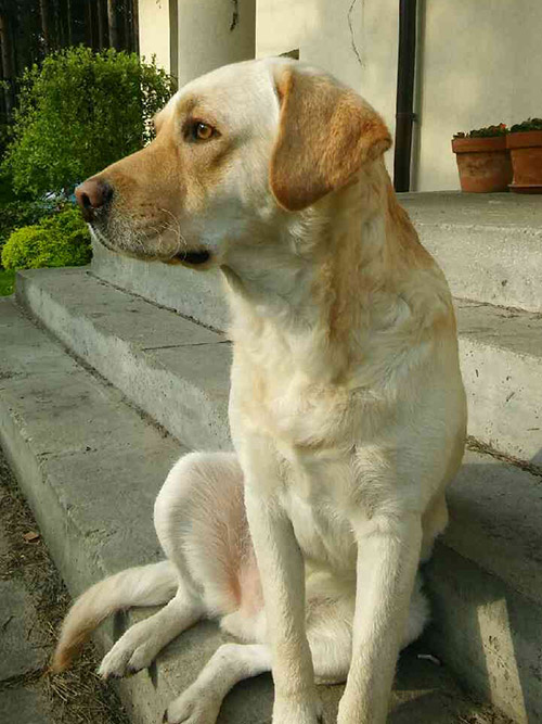 Labrador