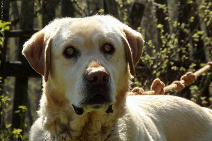 Lord, labrador do adopcji