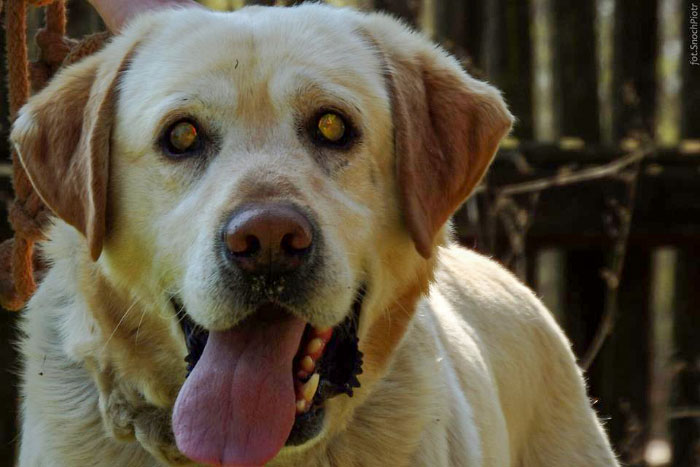 Lord, labrador do adopcji