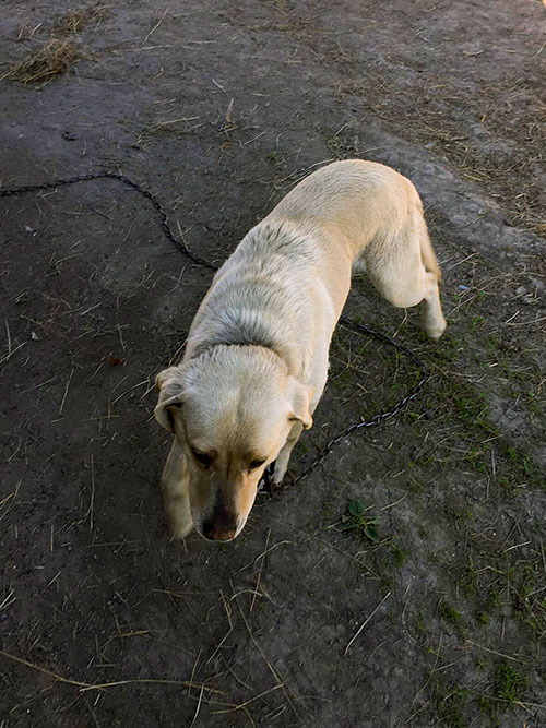 Labrador w potrzebie