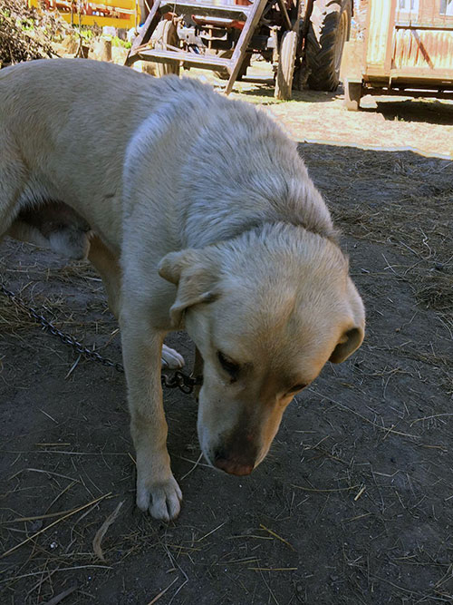Labrador w potrzebie
