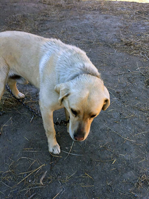 Labrador w potrzebie