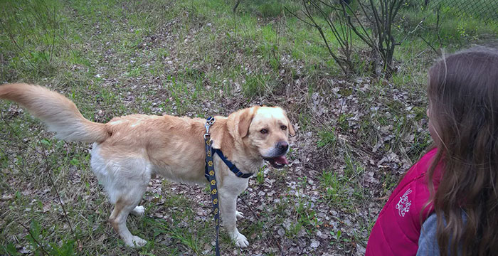 Labrador Sony