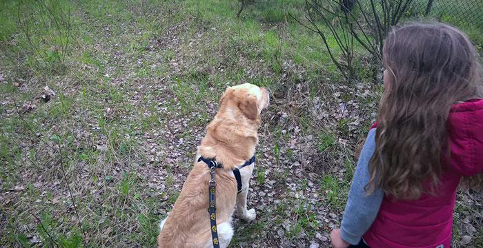 Labrador Sony