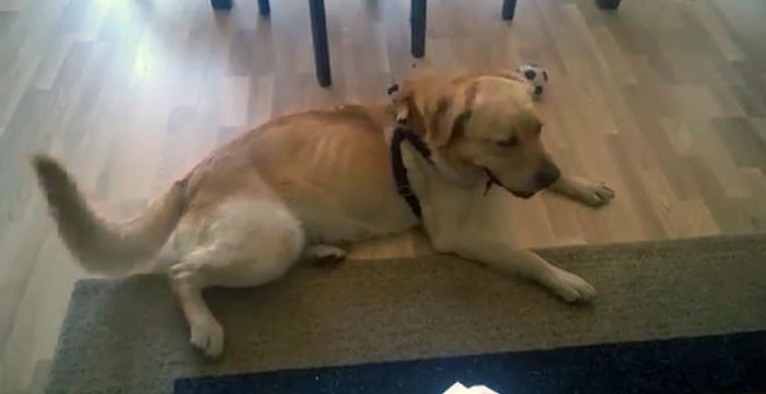 Labrador Sony