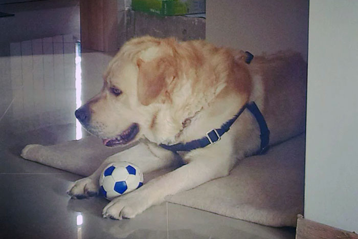 Labrador Sony
