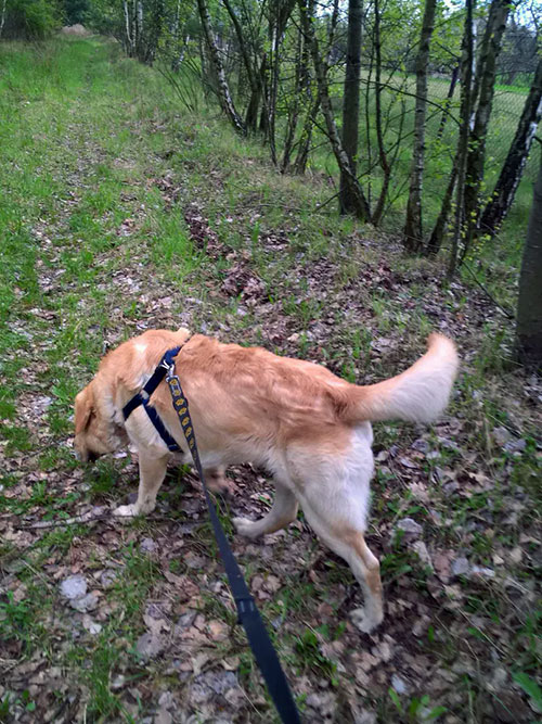 Labrador Sony