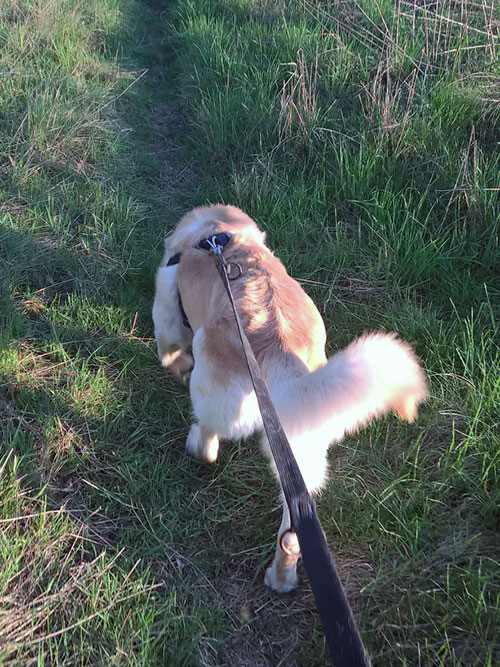 Labrador Sony