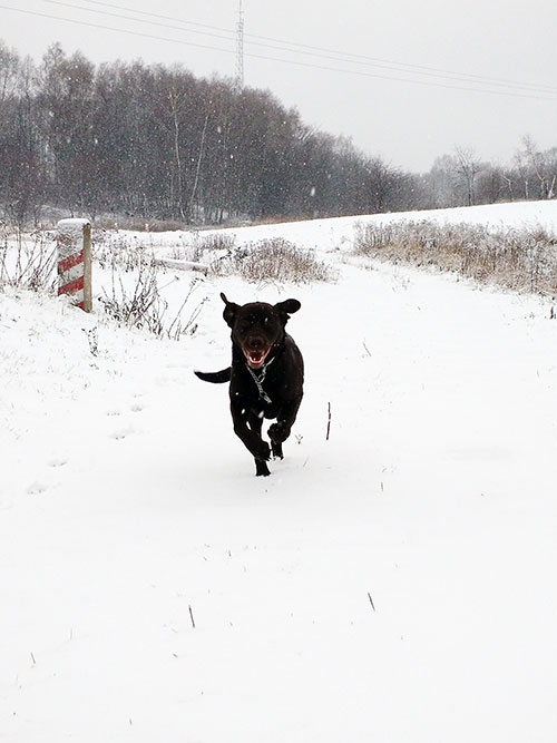 Mokka, labradorka do adopcji