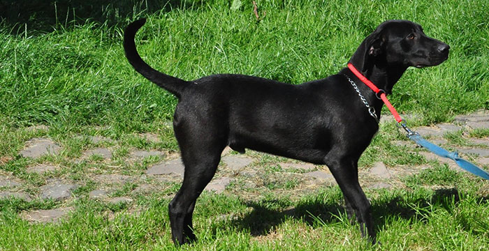 Klakson do adopcji