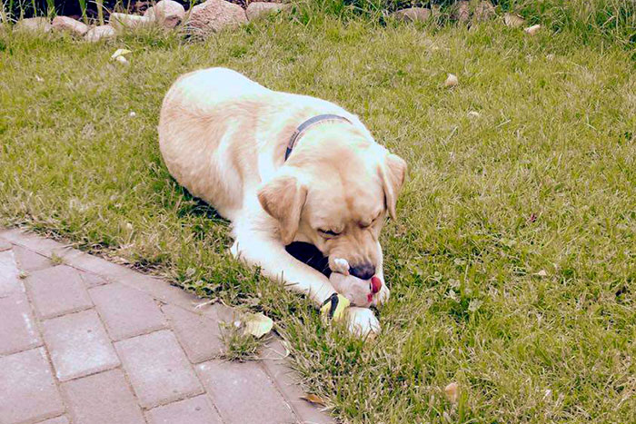 Marley, labrador do adopcji