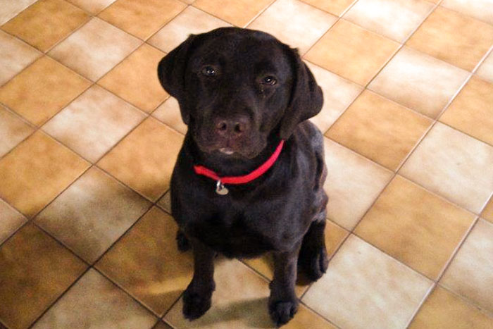 Mokka, labradorka do adopcji