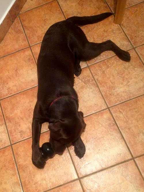 Mokka, labradorka do adopcji