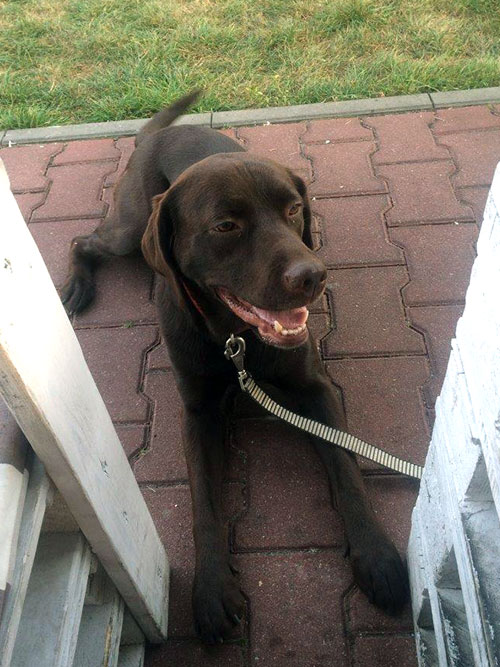 Mokka, labradorka do adopcji