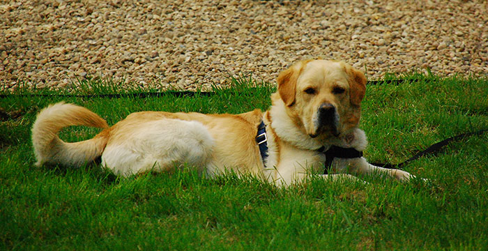Sony, labrador aporter