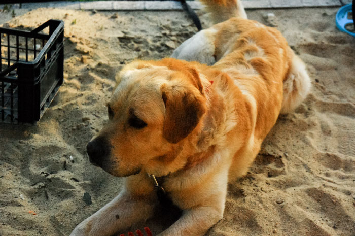 Sony, labrador aporter