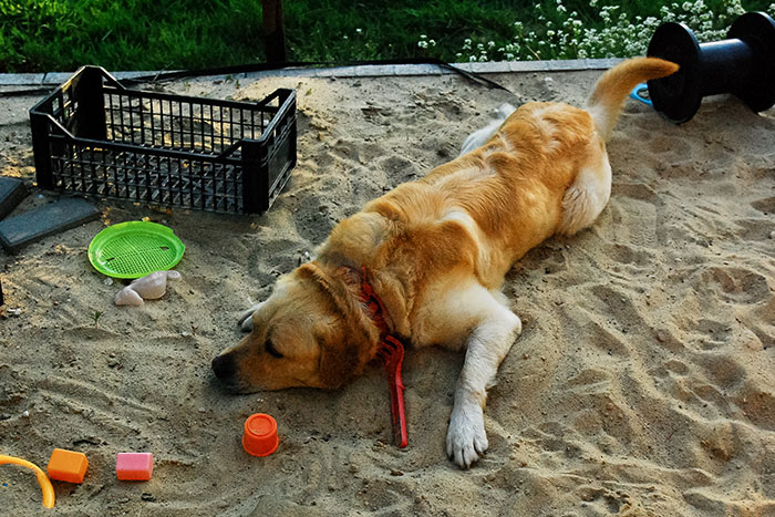 Sony, labrador aporter