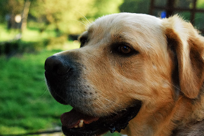 Sony, labrador aporter