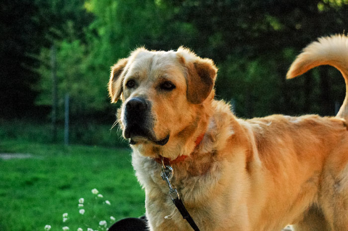 Sony, labrador aporter