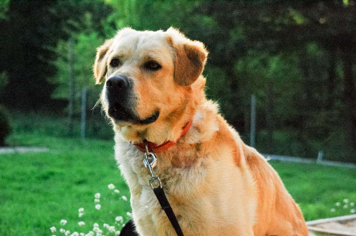 Sony, labrador aporter