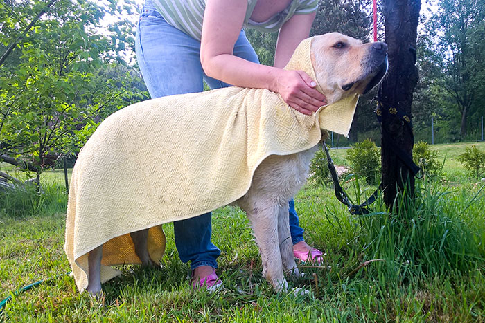Sony, labrador aporter