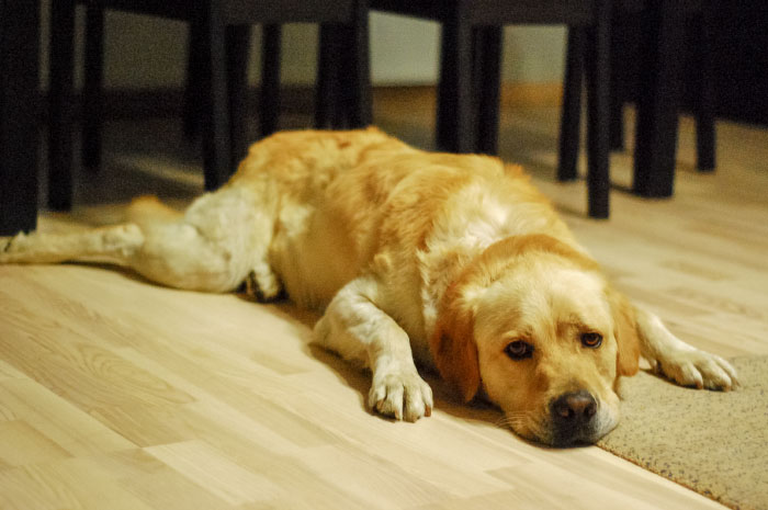 Sony, labrador aporter