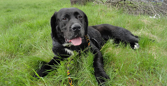 Teo, labrador do adopcji