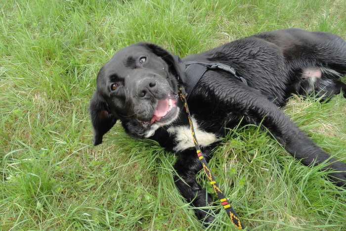 Teo, labrador do adopcji
