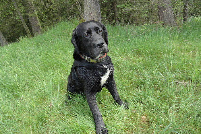 Teo, labrador do adopcji
