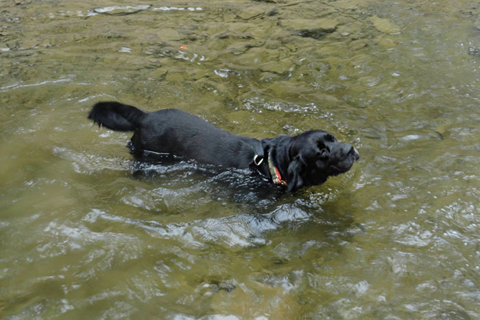 Teo, labrador do adopcji