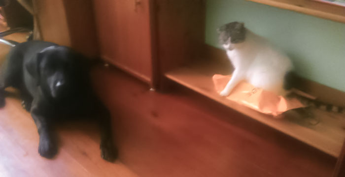 Labradorka Abi