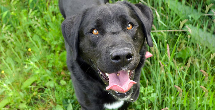 Bąbel, labrador do adopcji