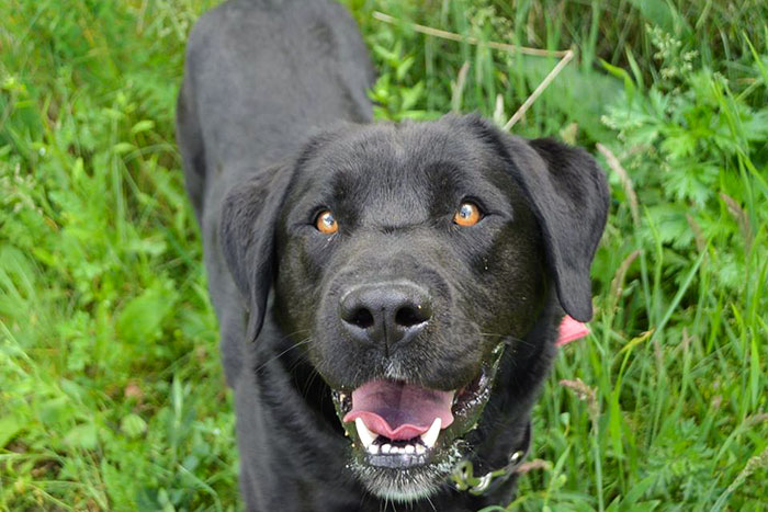 Bąbel, labrador do adopcji