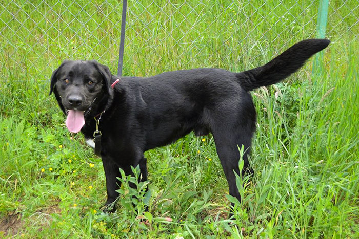 Bąbel, labrador do adopcji