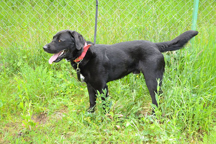 Bąbel, labrador do adopcji