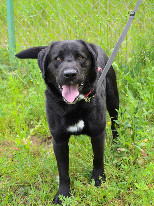 Bąbel, labrador do adopcji