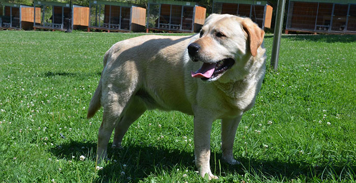 labrador Bary w potrzebie