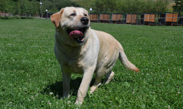 labrador Bary w potrzebie