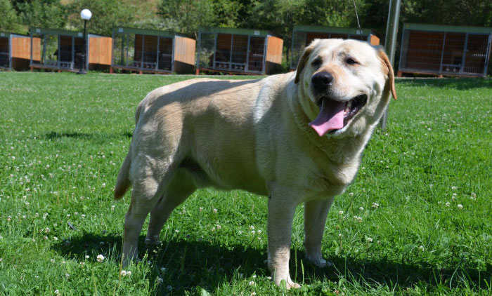 labrador Bary w potrzebie
