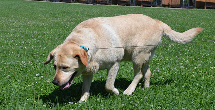 labrador Bary w potrzebie