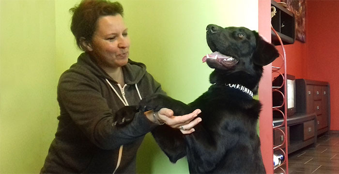 Bobik, labrador do adopcji
