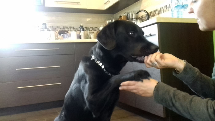 Bobik, labrador do adopcji