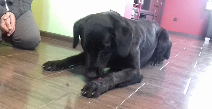 Bobik, labrador do adopcji
