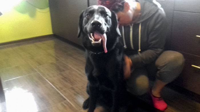 Bobik, labrador do adopcji