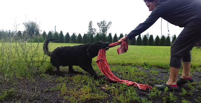 Bobik, labrador do adopcji