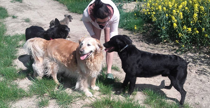 Bobik, labrador do adopcji