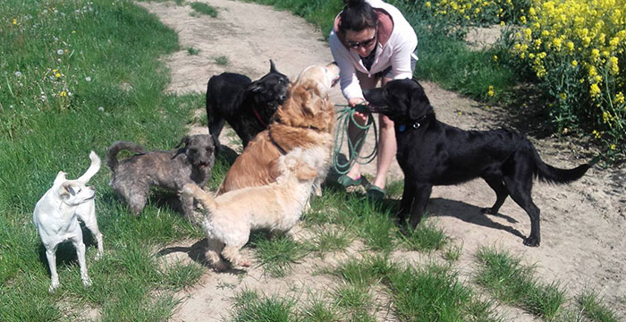 Bobik, labrador do adopcji