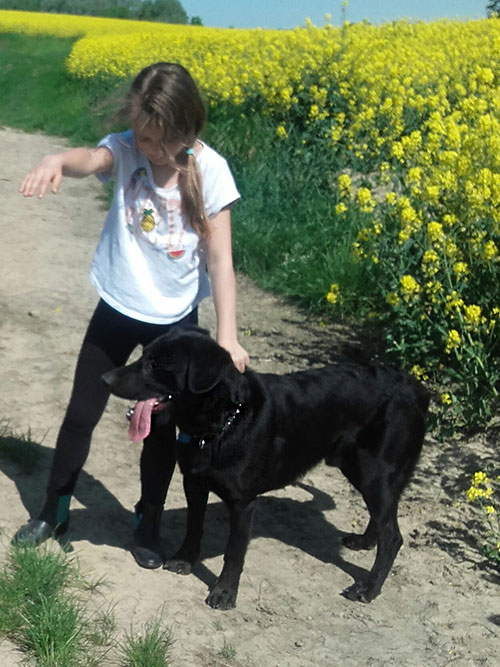 Bobik, labrador do adopcji