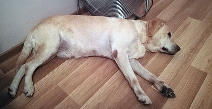 Labradorka do adopcji