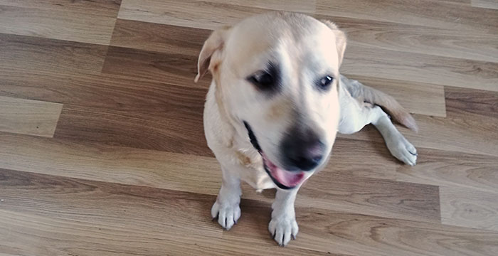 Labradorka do adopcji